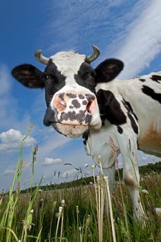 Wide angle cow portrait on a grass, spoted muzzle from close up