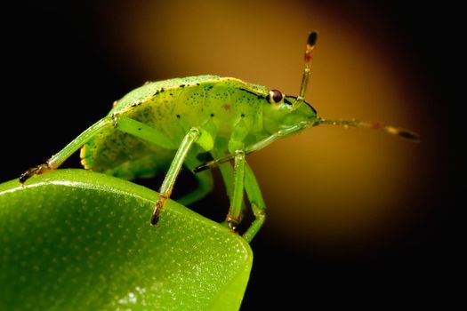 Green shield bug on butterworts leaf in a brown background, monitors the environment