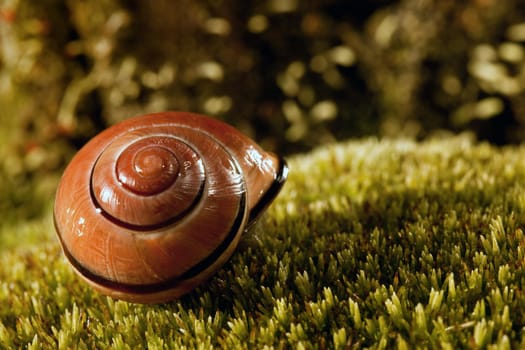 Empty beautiful and shiny snail's shell on a green moss
