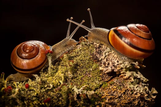 Two snails meeting on a piece of bark with nice lichens, looking at each other like if they are in love