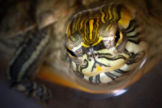 Yellow-bellied slider turtle swims in the water and smiles at us
