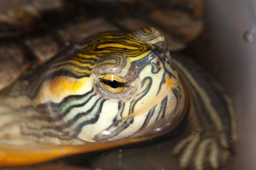 Yellow-bellied slider turtle swims in the water and looks at us