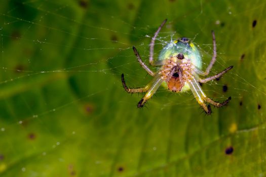 Araniella cucurbitina spider and his cobweb, bottom view