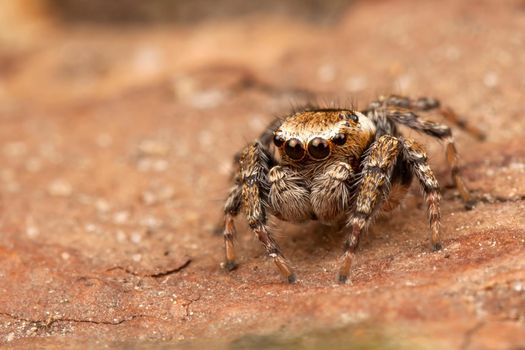 Jumping spider on a brown tree bark like to a probe on the surface of Mars