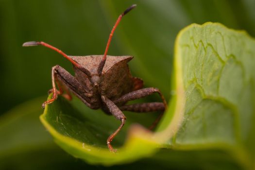 Dock bug similar to Dracula squatting on a green leaf