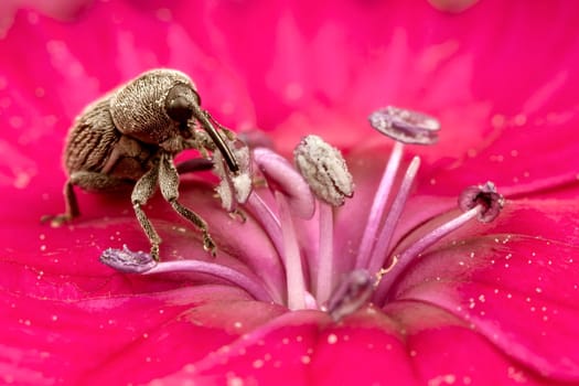 Brown Hylobius bug eating pollen on a bright pink flower bud
