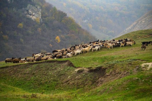 Hills landscape with grazing sheeps flock, north of Moldova, near Volodeni village