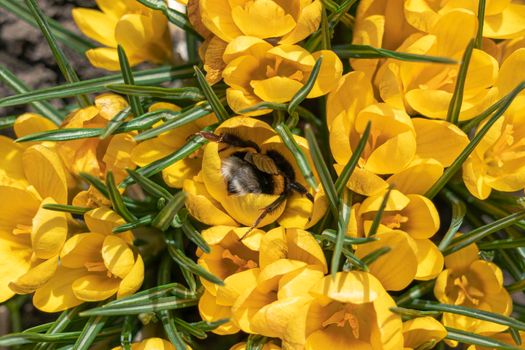 bumblebee on yellow crocus flowers close-up. top view. High quality photo