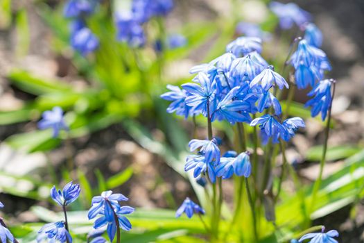 snowdrops proleski close-up on a beautiful background. High quality photo