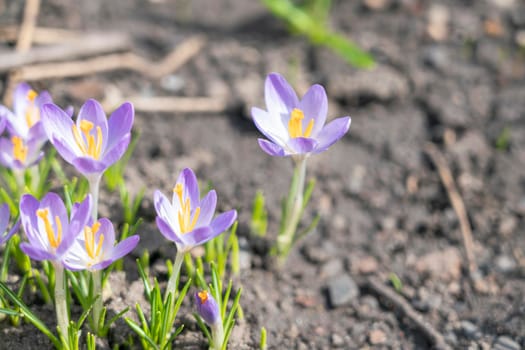 purple crocuses close up on a beautiful background. High quality photo