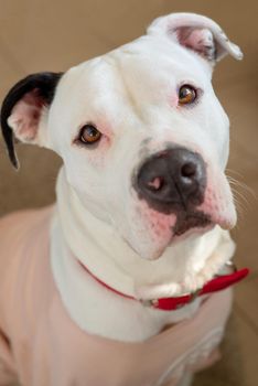 Portrait of a cute white female pitbull with pink teashurt and red collar.