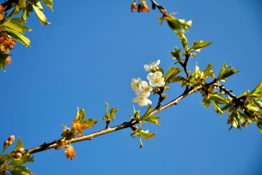Wild cherry blossom in spring in backlit Germany