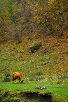 autumn landscape, red cow graze in the forest near the oak grove