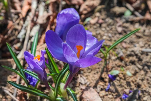 Juicy purple crocuses bloom after the snow melts on the thawed patches. Spring, flowering. Close-up