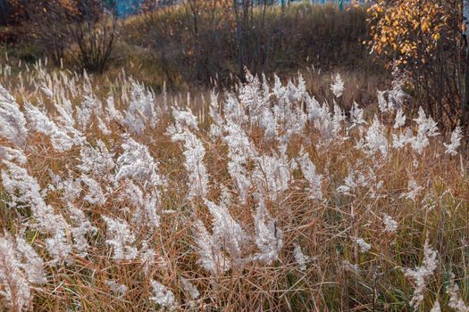 The partially weathered stems of the fluffy reeds sway in the wind.