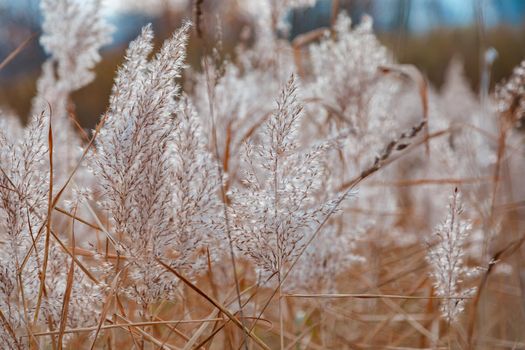 The partially weathered stems of the fluffy reeds sway in the wind.