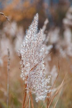 The partially weathered stems of the fluffy reeds sway in the wind.