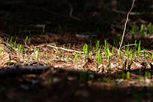 In the spring, new plants are sprouting from the earth on a forest floor, emerging through fallen pine needles and leaves from the previous year.