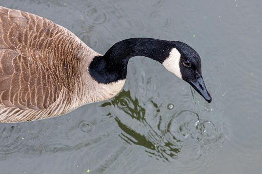 A wet Canada goose (Branta canadensis) looks up in an overhead view as it swims by in the rain.