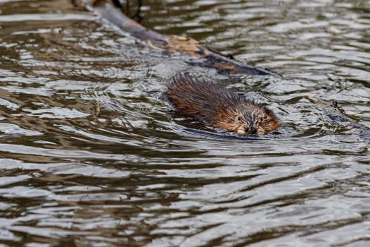 A muskrat (Ondatra zibethicus) swims in the water of a lake beside a floating branch, its fur wet and slick.