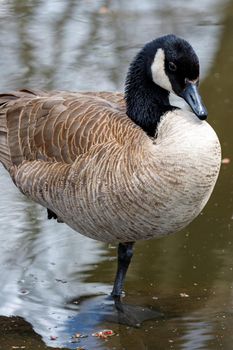 A Canada goose (Branta canadensis) stands on one leg to conserve heat in shallow pond water in a close-up view of its full body and head.