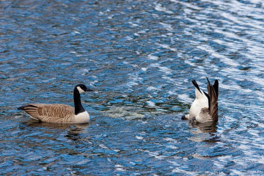 Two Canada geese (Branta canadensis) are swimming on the surface of blue lake water, with one upended, diving its head into the water to feed.