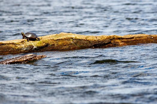 A small turtle, a wild midland painted turtle (Chrysemys picta marginata), is soaking up the sun where it rests on a log in the water.