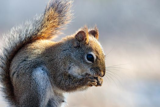 A North American red squirrel (Tamiasciurus hudsonicus) is holding a seed to its mouth with its front paws as it nibbles in this close-up portrait of the wild rodent.