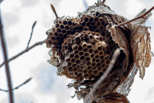 A close-up view of a paper wasp nest that has been abandoned and broken open. The insect nest hangs from a tree branch and is seen from below.