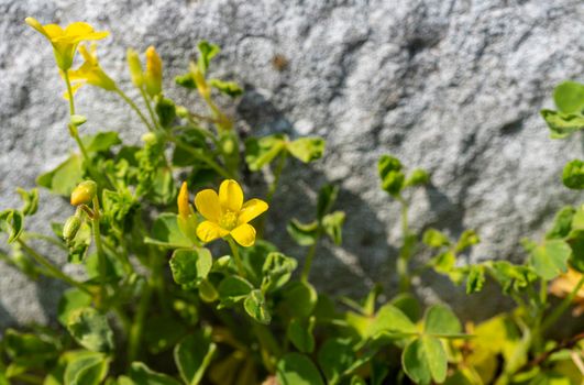 some buttercup flowers, Ranunculus Acris, in a meadow