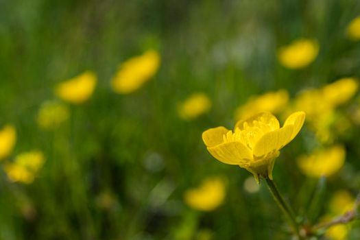 some buttercup flowers (Ranunculus Acris) in a meadow