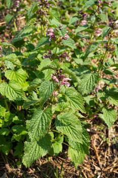 Common nettle plant, Urtica dioica, in a field