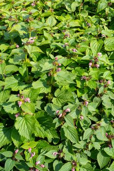 Common nettle plant, Urtica dioica, in a field