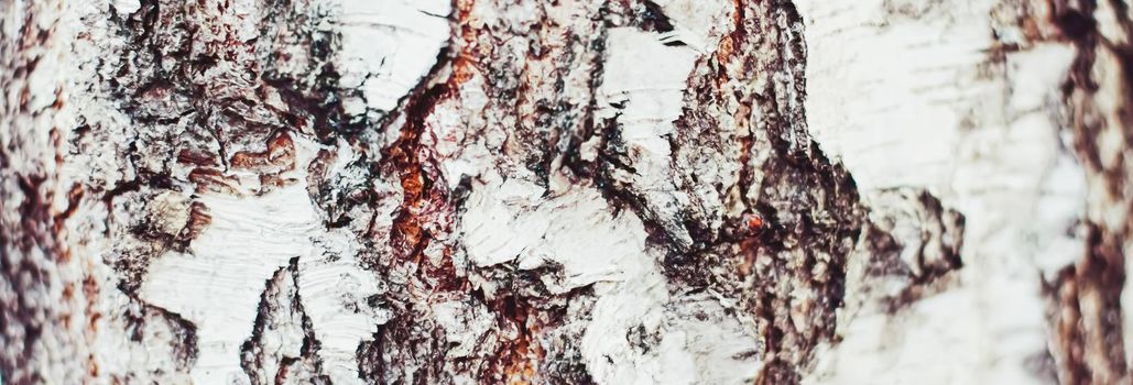 Natural wood, birch tree texture as wooden background, environment and nature closeup