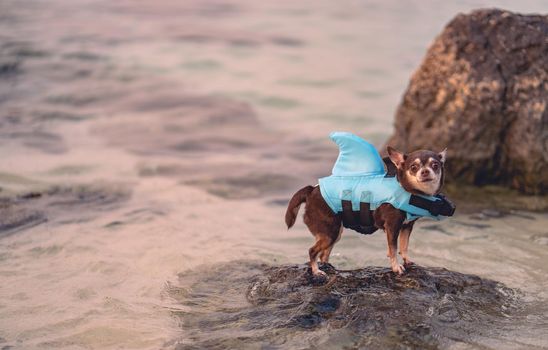 Little dog wearing shark shape swimming suit for safe swimming, standing in the sea.