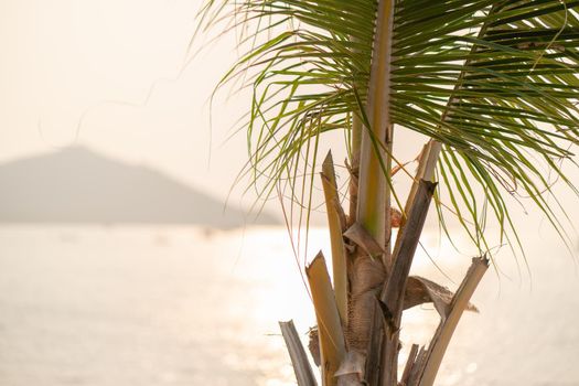 Sunset over the sea with Coconut palm tree on the tropical beach and orange pastel sky.