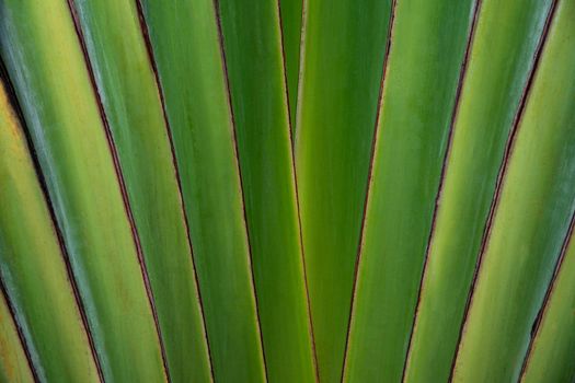 Close up shaped leaves of traveller's palm, leaves pattern background of traveller's Palm.