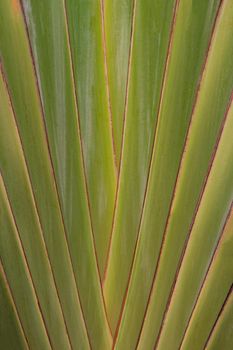 Close up shaped leaves of traveller's palm, leaves pattern background of traveller's Palm.