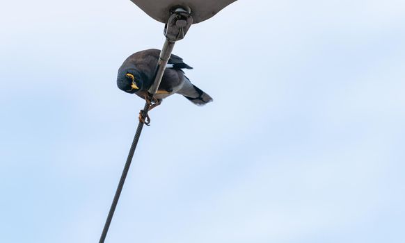 Portrait of Common Myna bird stand on a cable with blue sky.