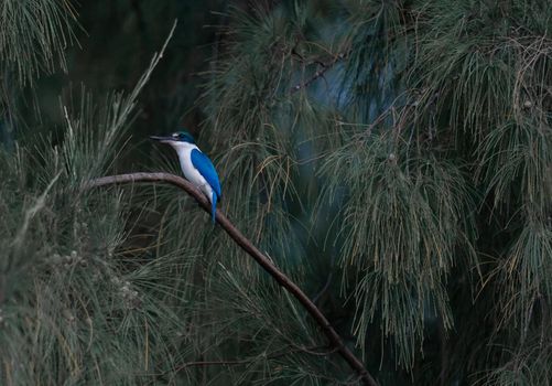 The Collared Kingfisher (Todiramphus chloris) standing on a branch.