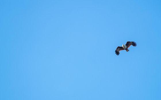 Hawk flying high above in the blue sky.