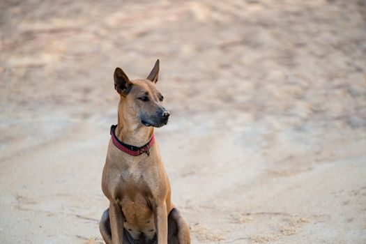 A brown dog sitting on the sand beach looking at something.
