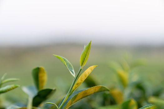 Top of Green tea leaf in the morning blurred background. Closeup.