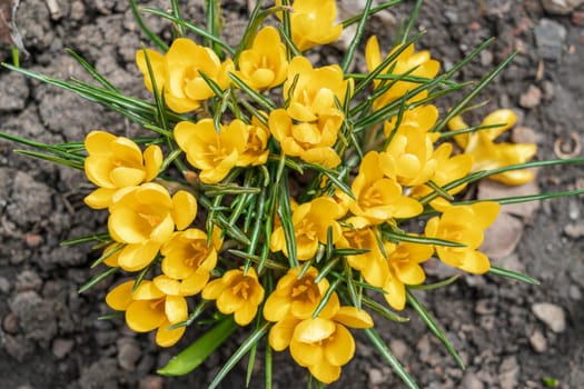 yellow crocuses close up on a beautiful background. High quality photo
