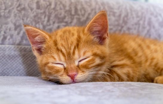 The little ginger kitten is tired and sleeps on the couch. Pets, pet care concept. Selective focus.