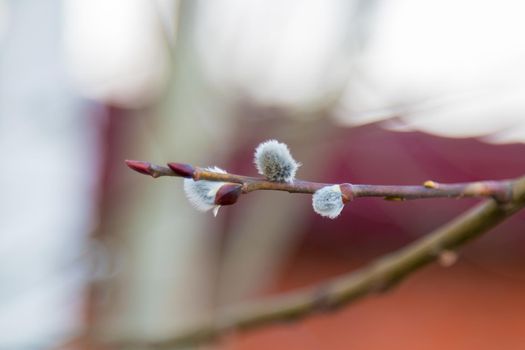 Willow twigs on a blurred background. Easter, spring bloom.