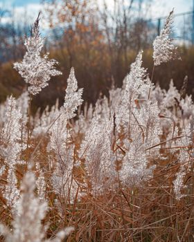 Spikelets of a fluffy plant in light pastel colors sway in the wind.