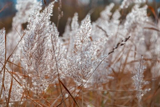 Spikelets of a fluffy plant in light pastel colors sway in the wind.