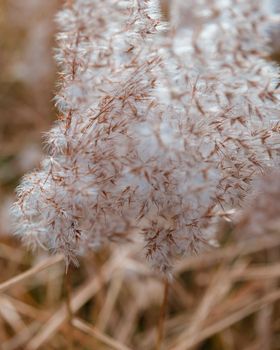 Spikelets of a fluffy plant in light pastel colors sway in the wind.