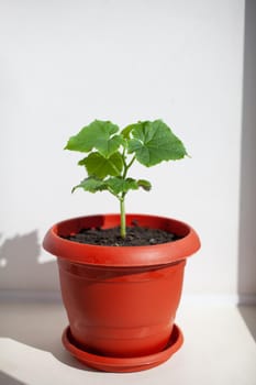 One young cucumber seedling in a pot on a white background. Seedlings grown on the window. The concept of organic food. Vegetarian food.